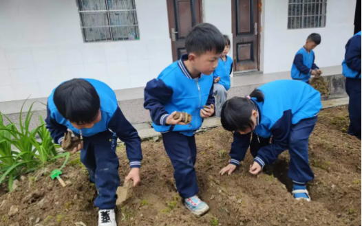 桑植县八大公山小学：让学生在菜园中收获成长